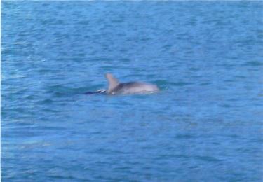 Dolphins in Cruz Bay